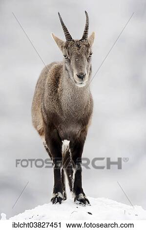 "Alpine Ibex (Capra ibex), female in winter, Germany, Europe" View Large Photo Image Stock Image - "Alpine Ibex (Capra ibex), female in winter, Germany, Europe". Fotosearch