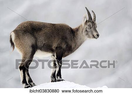 "Alpine Ibex (Capra ibex), female in winter, Germany, Europe" View Large Photo Image Stock Image - "Alpine Ibex (Capra ibex), female in winter, Germany, Europe". Fotosearch