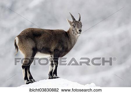 Stock Image - "Alpine Ibex (Capra ibex), female in winter, Germany, Europe". Fotosearch
