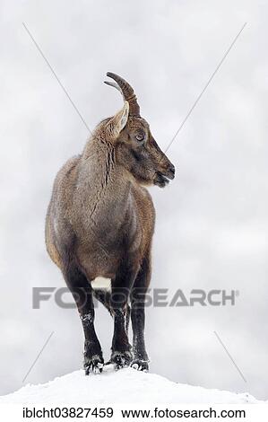Stock Photo - "Alpine Ibex (Capra ibex), female in winter, Germany, Europe". Fotosearch
