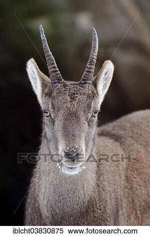 Stock Photography - "Alpine Ibex (Capra ibex), female in winter, Germany, Europe". Fotosearch