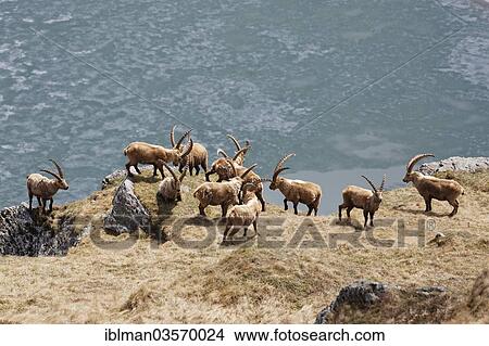 "Alpine Ibex (Capra ibex), High Tauern National Park, Heiligenblut, Carinthia, Austria, Europe" View Large Photo Image Picture - "Alpine Ibex (Capra ibex), High Tauern National Park, Heiligenblut, Carinthia, Austria, Europe". Fotosearch