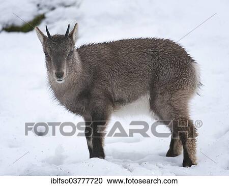 "Alpine Ibex (Capra ibex), juvenile standing in the snow, captive, Hesse, Germany, Europe" View Large Photo Image Stock Image - "Alpine Ibex (Capra ibex), juvenile standing in the snow, captive, Hesse, Germany, Europe". Fotosearch