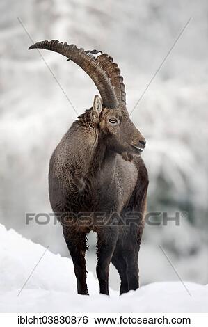 "Alpine Ibex (Capra ibex), male in winter, Germany, Europe" View Large Photo Image Stock Photograph - "Alpine Ibex (Capra ibex), male in winter, Germany, Europe". Fotosearch