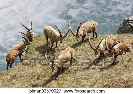 "Alpine Ibex (Capra ibex), Margaritzen Reservoir, High Tauern National Park, Heiligenblut, Carinthia, Austria, Europe" View Large Photo Image Stock Photo - "Alpine Ibex (Capra ibex), Margaritzen Reservoir, High Tauern National Park, Heiligenblut, Carinthia, Austria, Europe". Fotosearch