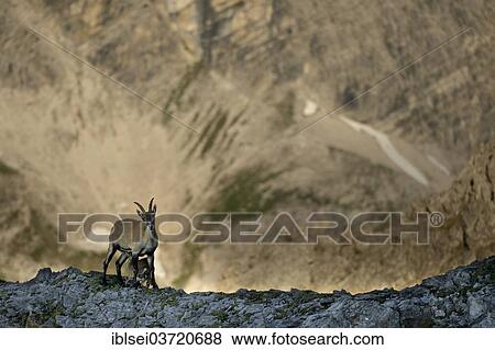 "Alpine ibex (Capra ibex), mother with a kid, Allgauer Alpen, Tyrol, Austria, Europe" View Large Photo Image Stock Photo - "Alpine ibex (Capra ibex), mother with a kid, Allgauer Alpen, Tyrol, Austria, Europe". Fotosearch