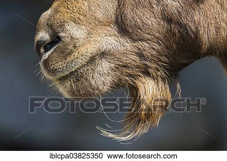 "Alpine Ibex (Capra ibex), mouth and beard, Innsbruck Alpine Zoo, Innsbruck, Tyrol, Austria, Europe" View Large Photo Image Stock Image - "Alpine Ibex (Capra ibex), mouth and beard, Innsbruck Alpine Zoo, Innsbruck, Tyrol, Austria, Europe". Fotosearch
