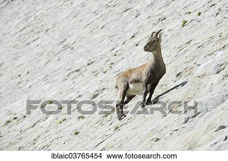 "Alpine Ibex (Capra ibex), Verbano-Cusio-Ossola province, Italy, Europe" View Large Photo Image Picture - "Alpine Ibex (Capra ibex), Verbano-Cusio-Ossola province, Italy, Europe". Fotosearch