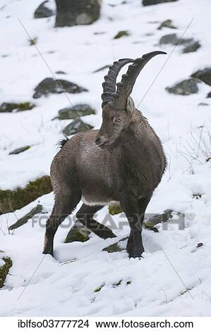 "Alpine Ibex (Capra ibex) standing in the snow, captive, Hesse, Germany, Europe" View Large Photo Image Picture - "Alpine Ibex (Capra ibex) standing in the snow, captive, Hesse, Germany, Europe". Fotosearch