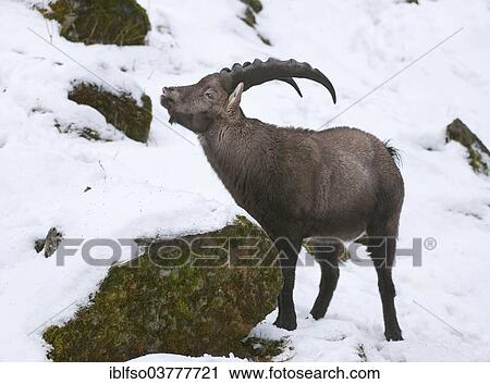 "Alpine Ibex (Capra ibex) standing in the snow and flehming, captive, Hesse, Germany, Europe" View Large Photo Image Stock Image - "Alpine Ibex (Capra ibex) standing in the snow and flehming, captive, Hesse, Germany, Europe". Fotosearch