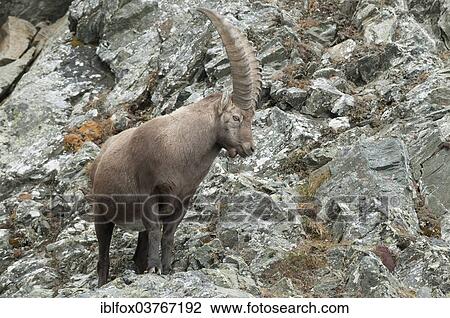 "Alpine Ibex (Capra ibex) standing on rocky ground, Tyrol, Austria, Europe" View Large Photo Image Stock Image - "Alpine Ibex (Capra ibex) standing on rocky ground, Tyrol, Austria, Europe". Fotosearch
