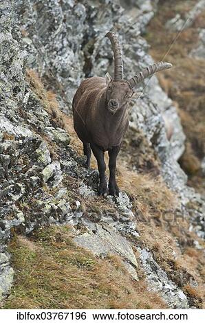"Alpine Ibex (Capra ibex) standing on rocky ground, Tyrol, Austria, Europe" View Large Photo Image Stock Photograph - "Alpine Ibex (Capra ibex) standing on rocky ground, Tyrol, Austria, Europe". Fotosearch