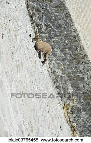 "Alpine Ibex (Capra ibex), Verbano-Cusio-Ossola province, Italy, Europe" View Large Photo Image Stock Photography - "Alpine Ibex (Capra ibex), Verbano-Cusio-Ossola province, Italy, Europe". Fotosearch