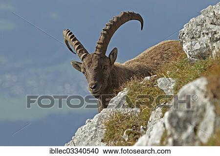 "Alpine Ibex (Capra ibex), Tyrol, Austria, Europe" View Large Photo Image Stock Image - "Alpine Ibex (Capra ibex), Tyrol, Austria, Europe". Fotosearch