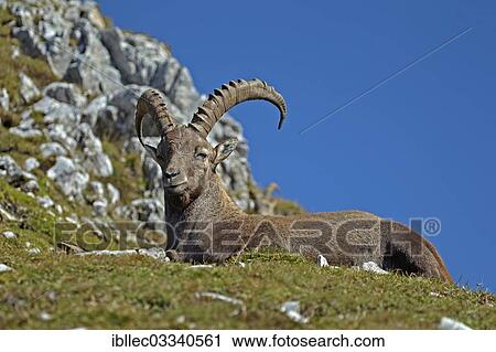"Alpine Ibex (Capra ibex), Tyrol, Austria, Europe" View Large Photo Image Stock Image - "Alpine Ibex (Capra ibex), Tyrol, Austria, Europe". Fotosearch
