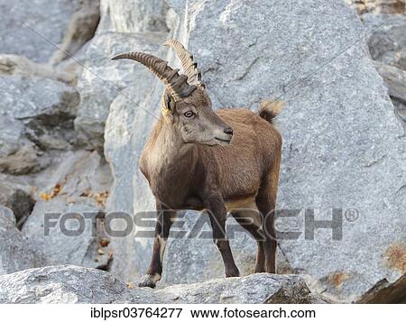 "Alpine Ibex (Capra ibex), Tyrol, Austria, Europe" View Large Photo Image Stock Photo - "Alpine Ibex (Capra ibex), Tyrol, Austria, Europe". Fotosearch