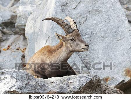 Stock Photo - "Alpine Ibex (Capra ibex), Tyrol, Austria, Europe". Fotosearch