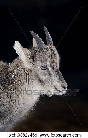 "Alpine Ibex (Capra ibex), young in winter, Germany, Europe" View Large Photo Image Stock Photography - "Alpine Ibex (Capra ibex), young in winter, Germany, Europe". Fotosearch