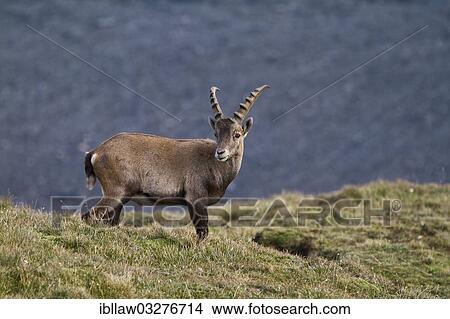 "Alpine Ibex or Steinbock (Capra ibex), Grossglockner, Hohe Tauern National Park, Tyrol, Austria, Europe" View Large Photo Image Picture - "Alpine Ibex or Steinbock (Capra ibex), Grossglockner, Hohe Tauern National Park, Tyrol, Austria, Europe". Fotosearch