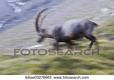 Stock Image - "Alpine Ibex or Steinbock (Capra ibex), Grossglockner, Hohe Tauern National Park, Tyrol, Austria, Europe". Fotosearch