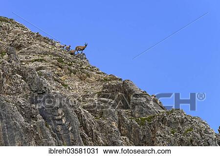 "Alpine Ibex or Steinbock (Capra ibex), female with young, Mondscheinspitze, Karwendel Mountains, Tyrol, Austria, Europe" View Large Photo Image Stock Image - "Alpine Ibex or Steinbock (Capra ibex), female with young, Mondscheinspitze, Karwendel Mountains, Tyrol, Austria, Europe". Fotosearch