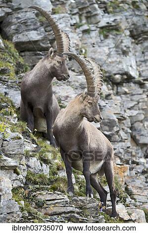 "Alpine ibex or Steinbock (Capra ibex), males, Gschnitztal valley, Tyrol, Austria, Europe" View Large Photo Image Stock Image - "Alpine ibex or Steinbock (Capra ibex), males, Gschnitztal valley, Tyrol, Austria, Europe". Fotosearch