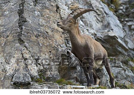 "Alpine Ibex or Steinbock (Capra ibex), male, Gschnitztal valley, Tyrol, Austria, Europe" View Large Photo Image Stock Image - "Alpine Ibex or Steinbock (Capra ibex), male, Gschnitztal valley, Tyrol, Austria, Europe". Fotosearch