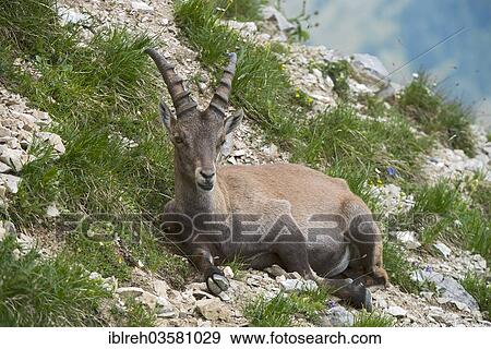"Alpine Ibex or Steinbock (Capra ibex), male, Mondscheinspitze, Karwendel Mountains, Tyrol, Austria, Europe" View Large Photo Image Stock Photo - "Alpine Ibex or Steinbock (Capra ibex), male, Mondscheinspitze, Karwendel Mountains, Tyrol, Austria, Europe". Fotosearch