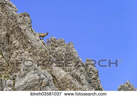 "Alpine Ibex or Steinbock (Capra ibex), female with young, Mondscheinspitze, Karwendel Mountains, Tyrol, Austria, Europe" View Large Photo Image Stock Photo - "Alpine Ibex or Steinbock (Capra ibex), female with young, Mondscheinspitze, Karwendel Mountains, Tyrol, Austria, Europe". Fotosearch