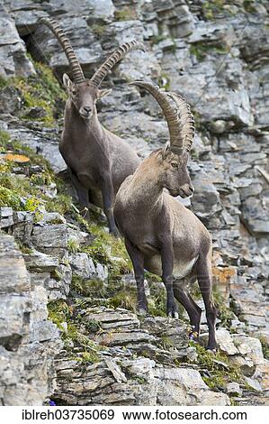"Alpine Ibex or Steinbock (Capra ibex), males, Gschnitztal valley, Tyrol, Austria, Europe" View Large Photo Image Stock Photo - "Alpine Ibex or Steinbock (Capra ibex), males, Gschnitztal valley, Tyrol, Austria, Europe". Fotosearch