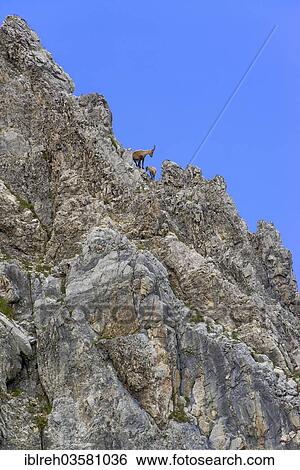 "Alpine Ibex or Steinbock (Capra ibex), female with young, Mondscheinspitze, Karwendel Mountains, Tyrol, Austria, Europe" View Large Photo Image Stock Photograph - "Alpine Ibex or Steinbock (Capra ibex), female with young, Mondscheinspitze, Karwendel Mountains, Tyrol, Austria, Europe". Fotosearch