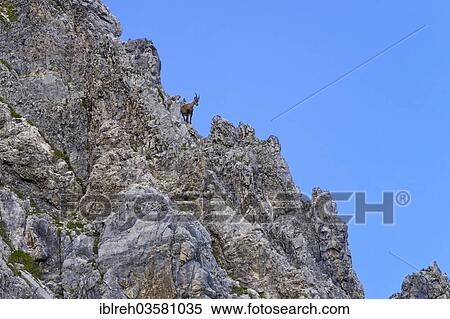 "Alpine Ibex or Steinbock (Capra ibex), female with young, Mondscheinspitze, Karwendel Mountains, Tyrol, Austria, Europe" View Large Photo Image Stock Photography - "Alpine Ibex or Steinbock (Capra ibex), female with young, Mondscheinspitze, Karwendel Mountains, Tyrol, Austria, Europe". Fotosearch