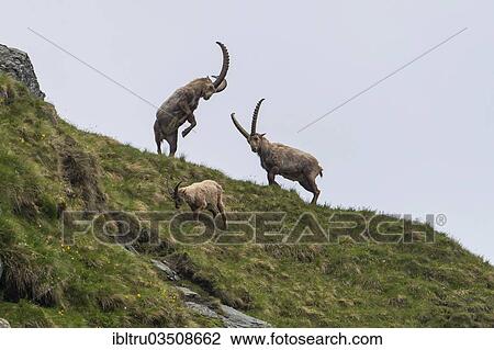 "Alpine Ibexes (Capra ibex), bucks, High Tauern National Park, Austria, Europe" View Large Photo Image Stock Image - "Alpine Ibexes (Capra ibex), bucks, High Tauern National Park, Austria, Europe". Fotosearch