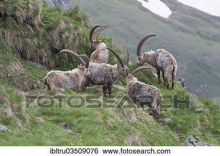 "Alpine Ibexes (Capra ibex), bucks shedding their fur, High Tauern National Park, Austria, Europe" View Large Photo Image Stock Photograph - "Alpine Ibexes (Capra ibex), bucks shedding their fur, High Tauern National Park, Austria, Europe". Fotosearch