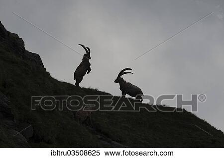 "Alpine Ibexes (Capra ibex), bucks, High Tauern National Park, Austria, Europe" View Large Photo Image Stock Photography - "Alpine Ibexes (Capra ibex), bucks, High Tauern National Park, Austria, Europe". Fotosearch