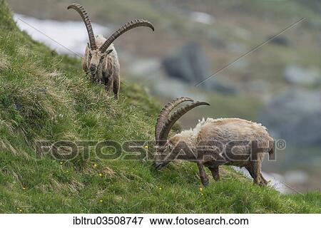 "Alpine Ibexes (Capra ibex), feeding bucks, High Tauern National Park, Austria, Europe" View Large Photo Image Stock Photo - "Alpine Ibexes (Capra ibex), feeding bucks, High Tauern National Park, Austria, Europe". Fotosearch