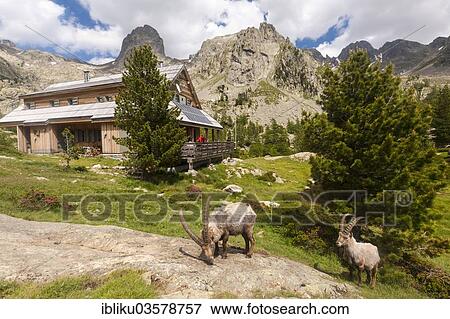 "Alpine Ibexes (Capra ibex) grazing in front of the Refuge de la Cougourde, Mercantour National Park, near Saint-Martin-Vesubie, Departement Alpes-Maritimes, Region Provence-Alpes-Cote d’Azur, France, Europe" View Large Photo Image Stock Photo - "Alpine Ibexes (Capra ibex) grazing in front of the Refuge de la Cougourde, Mercantour National Park, near Saint-Martin-Vesubie, Departement Alpes-Maritimes, Region Provence-Alpes-Cote d’Azur, France, Europe". Fotosearch