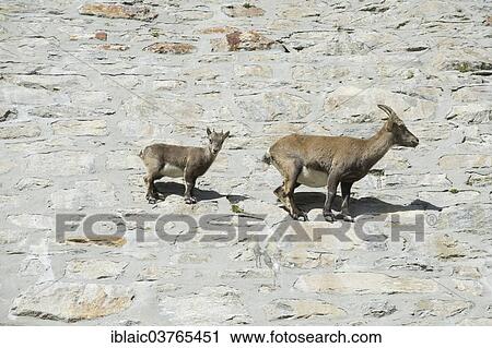 "Alpine Ibexes (Capra ibex), Verbano-Cusio-Ossola province, Italy, Europe" View Large Photo Image Stock Image - "Alpine Ibexes (Capra ibex), Verbano-Cusio-Ossola province, Italy, Europe". Fotosearch