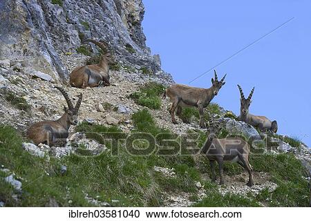 "Alpine ibexes or Steinbocks (Capra ibex), Mondscheinspitze, Karwendel Mountains, Tyrol, Austria, Europe" View Large Photo Image Stock Image - "Alpine ibexes or Steinbocks (Capra ibex), Mondscheinspitze, Karwendel Mountains, Tyrol, Austria, Europe". Fotosearch