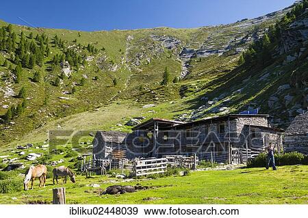 "Alpine life at Rifugio Alpe Nimi, Maggia Valley, Ticino, Switzerland, Europe" View Large Photo Image Stock Photo - "Alpine life at Rifugio Alpe Nimi, Maggia Valley, Ticino, Switzerland, Europe". Fotosearch