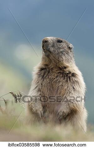 "Alpine Marmot (Marmota marmota), adult standing upright and looking alert, Kaiser-Franz-Josefs-Hohe, Carinthia, Austria, Europe" View Large Photo Image Stock Photo - "Alpine Marmot (Marmota marmota), adult standing upright and looking alert, Kaiser-Franz-Josefs-Hohe, Carinthia, Austria, Europe". Fotosearch