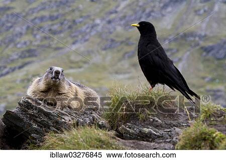 "Alpine Marmot (Marmota marmota) and Alpine Chough or Yellow-billed Chough (Pyrrhocorax graculus), Grossglockner, Hohe Tauern National Park, Tyrol, Austria, Europe" View Large Photo Image Stock Photography - "Alpine Marmot (Marmota marmota) and Alpine Chough or Yellow-billed Chough (Pyrrhocorax graculus), Grossglockner, Hohe Tauern National Park, Tyrol, Austria, Europe". Fotosearch