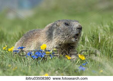 "Alpine Marmot (Marmota marmota), High Tauern National Park, Austria, Europe" View Large Photo Image Stock Image - "Alpine Marmot (Marmota marmota), High Tauern National Park, Austria, Europe". Fotosearch