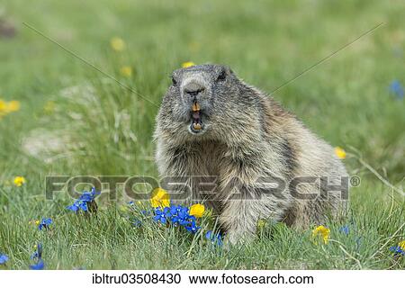 Stock Image - "Alpine Marmot (Marmota marmota), High Tauern National Park, Austria, Europe". Fotosearch