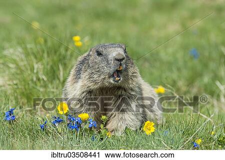 "Alpine Marmot (Marmota marmota), High Tauern National Park, Austria, Europe" View Large Photo Image Stock Image - "Alpine Marmot (Marmota marmota), High Tauern National Park, Austria, Europe". Fotosearch