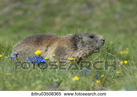 "Alpine Marmot (Marmota marmota), High Tauern National Park, Austria, Europe" View Large Photo Image Stock Photography - "Alpine Marmot (Marmota marmota), High Tauern National Park, Austria, Europe". Fotosearch