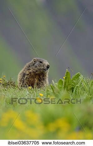 "Alpine Marmot (Marmota marmota) on an alpine meadow, Oberstdorf, Oberallgau, Allgau, Swabia, Bavaria, Germany, Europe" View Large Photo Image Stock Photography - "Alpine Marmot (Marmota marmota) on an alpine meadow, Oberstdorf, Oberallgau, Allgau, Swabia, Bavaria, Germany, Europe". Fotosearch