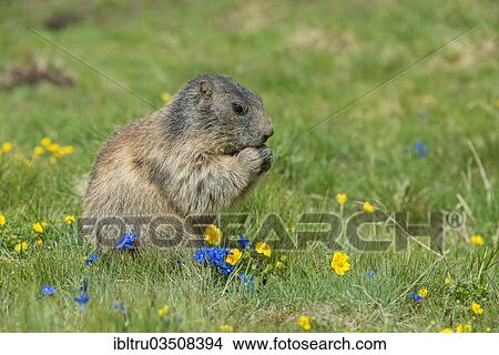 "Alpine Marmot (Marmota marmota), feeding, High Tauern National Park, Austria, Europe" View Large Photo Image Picture - "Alpine Marmot (Marmota marmota), feeding, High Tauern National Park, Austria, Europe". Fotosearch