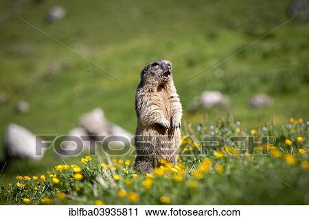 Stock Image - "Alpine Marmot (Marmota marmota), Rotwand area, Kleintiefental Valley, Schliersee, Upper Bavaria, Bavaria, Germany, Europe". Fotosearch