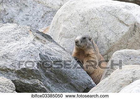 "Alpine Marmot (Marmota marmota) between boulders, Zillertal, Tyrol, Austria, Europe" View Large Photo Image Stock Image - "Alpine Marmot (Marmota marmota) between boulders, Zillertal, Tyrol, Austria, Europe". Fotosearch